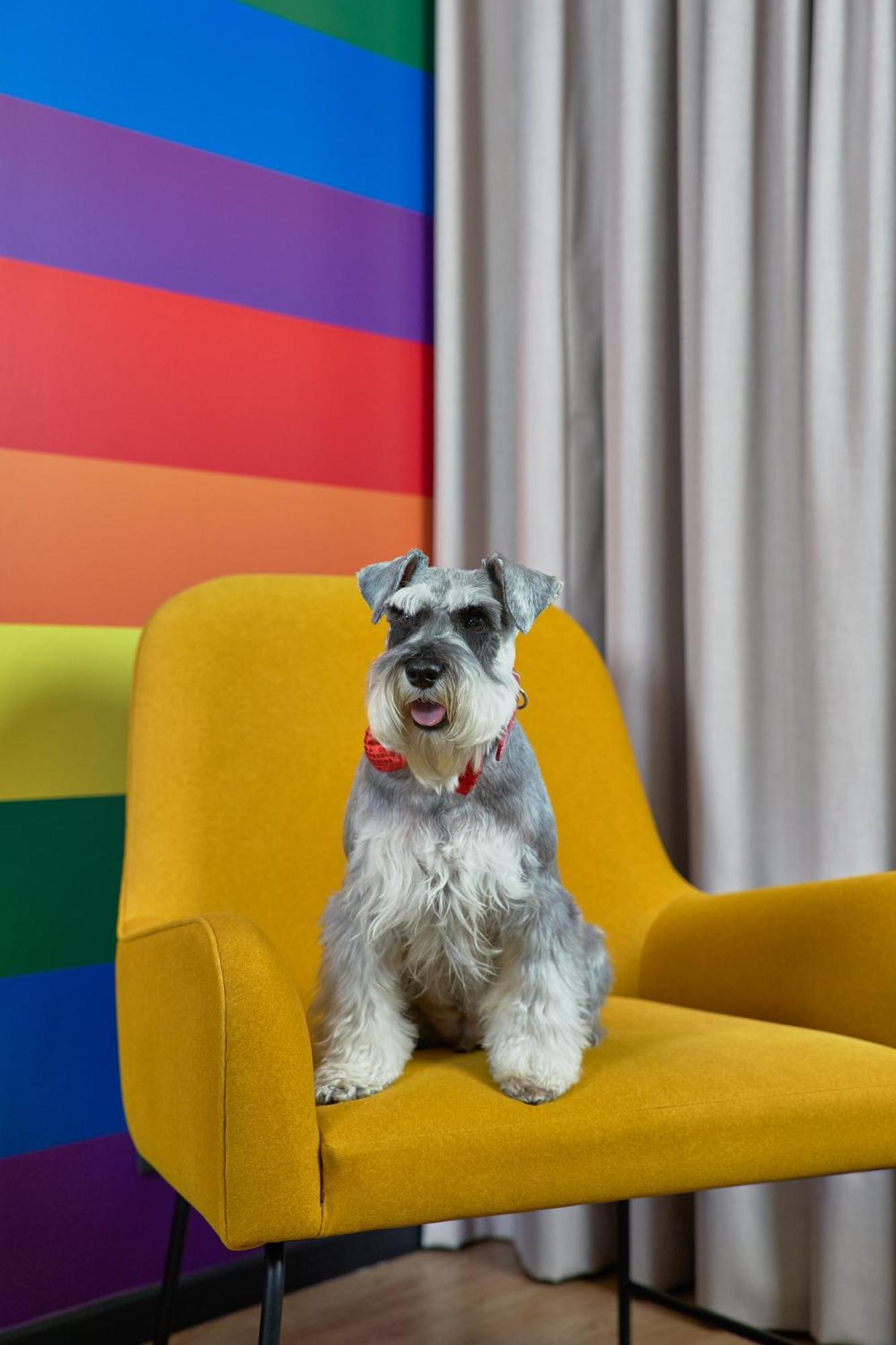 Pullman Santiago Vitacura Екстер'єр фото Schnauzer