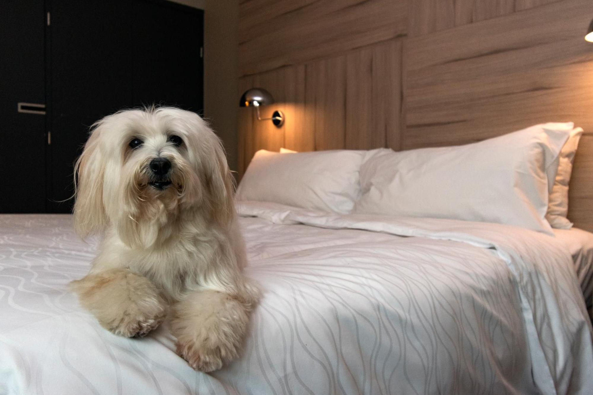 Pullman Santiago Vitacura Екстер'єр фото A Bolognese