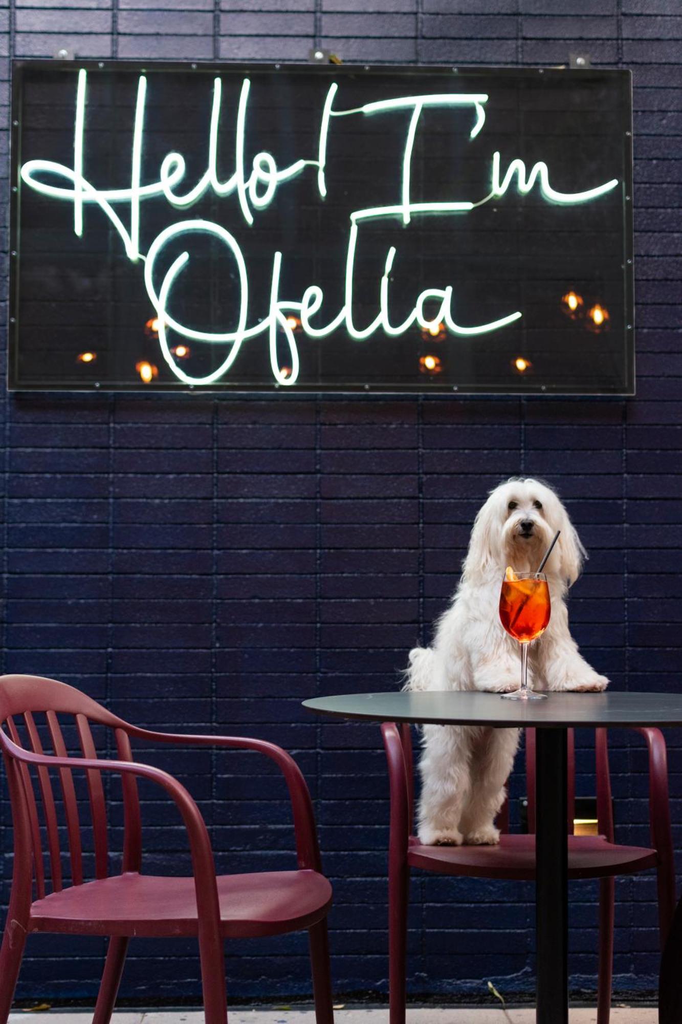 Pullman Santiago Vitacura Екстер'єр фото A dog at the bar